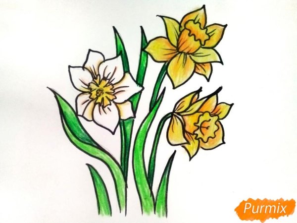 Раскраска Нарцисс цветок