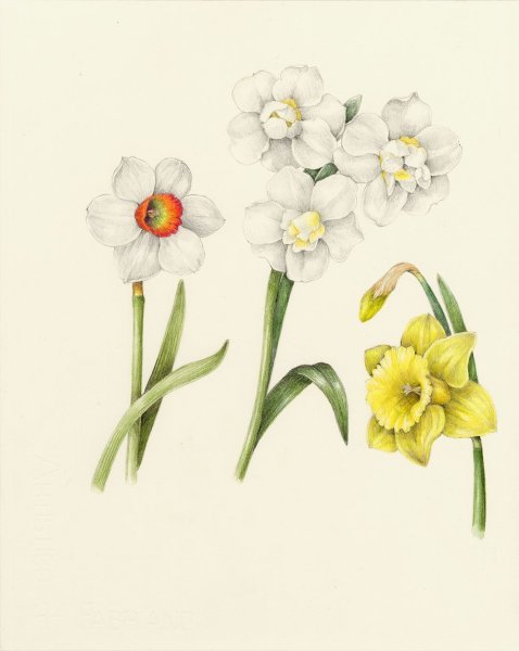 Нарцисс вектор