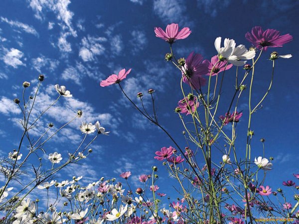 Красивые цветы в воздухе