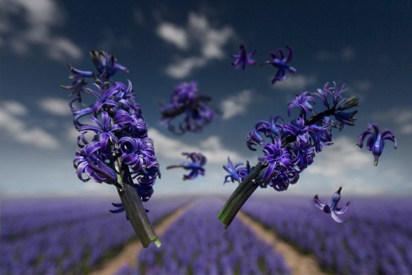 Азума Макото цветы