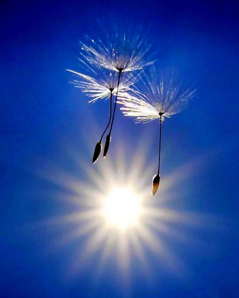 Цветы на фоне моря