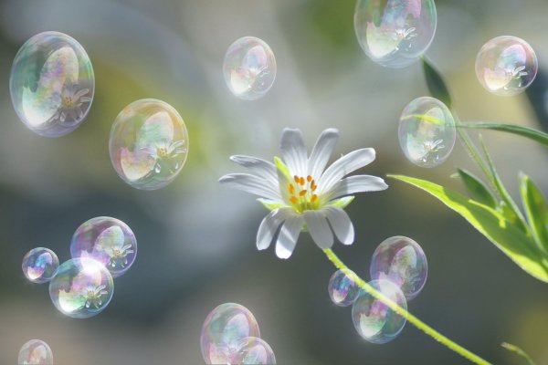 Планета с цветами