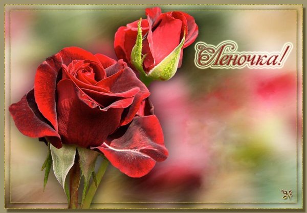 Цветы для Лены