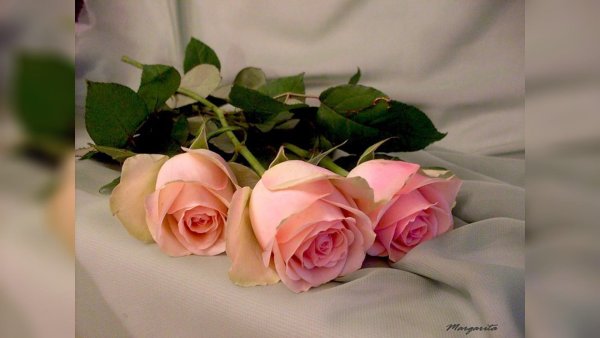 Нежные розы для тебя