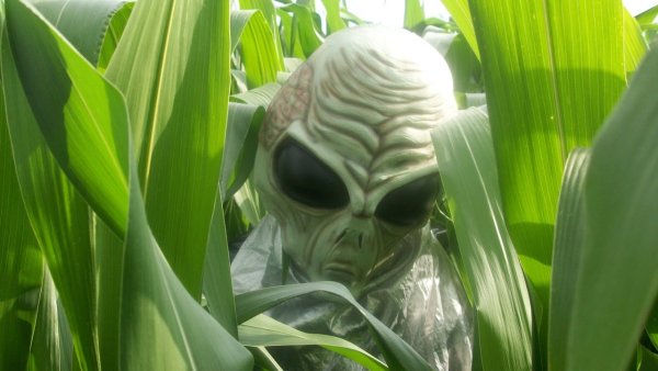 Милый инопланетянин