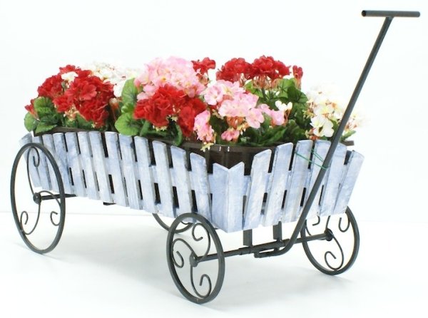 Пеларгония в цветнике