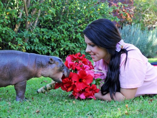 Доброе утро Бегемот