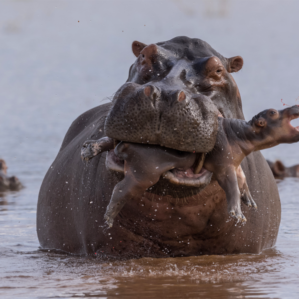 Бегемотик мультяшный