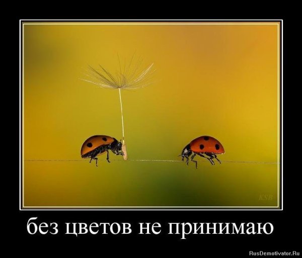 Ваза кот