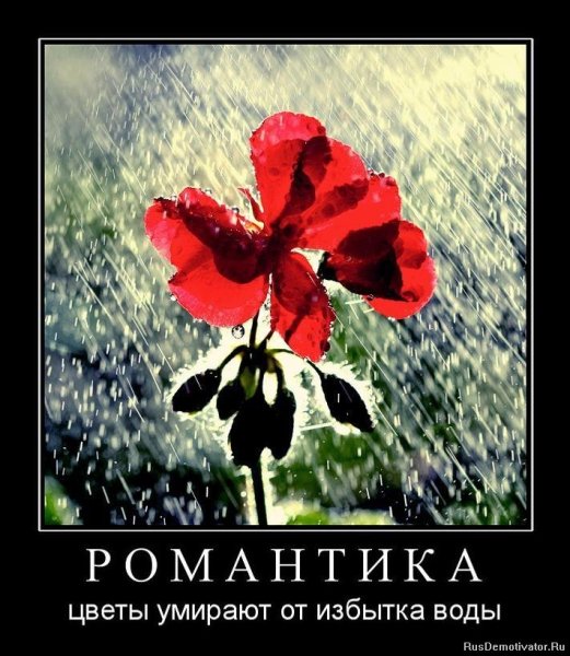 Дарите женщинам цветы смешные