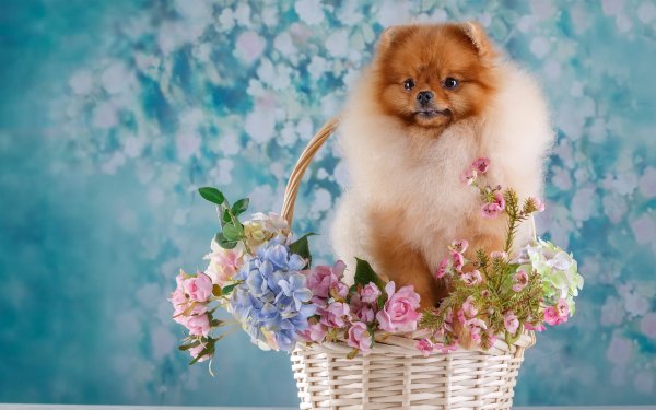 Померанский шпиц Весна