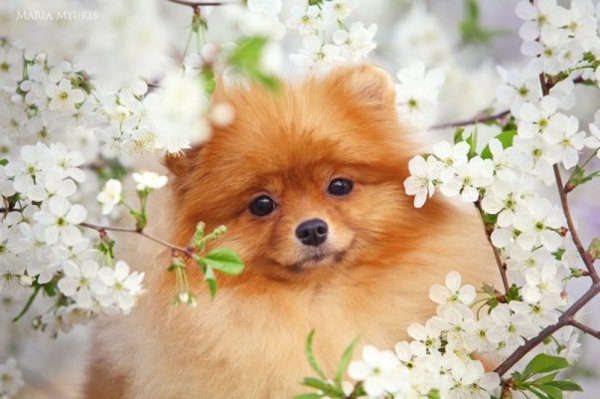 Померанский шпиц Весна