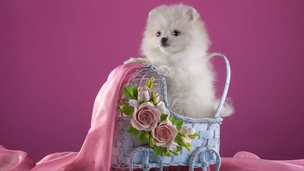 Щенки шпица