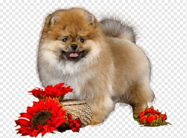 Собака шпиц с флагом России