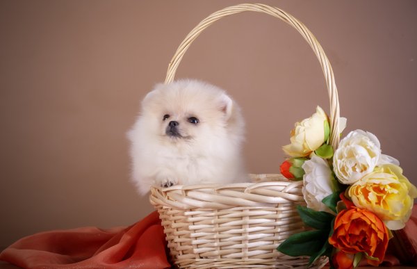 Померанский шпиц