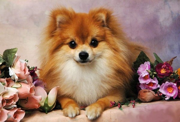 Шпиц с цветами