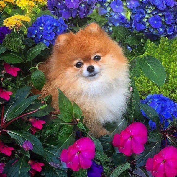 Померанский шпиц