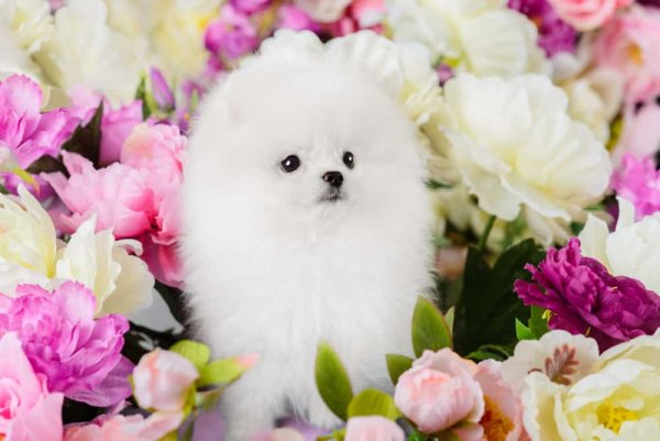 Померанский шпиц медвежьего типа