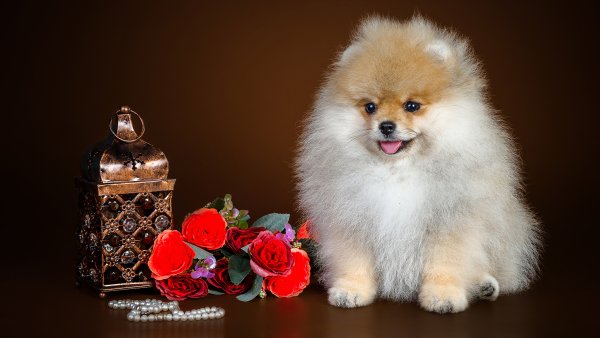 Померанский шпиц