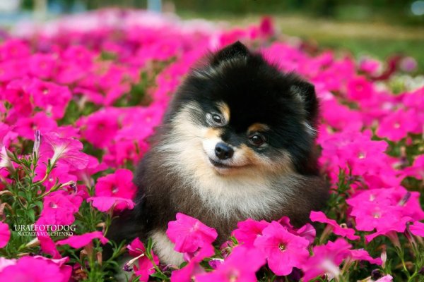 Померанский шпиц Челси