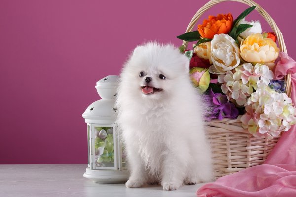 Померанский шпиц с цветами