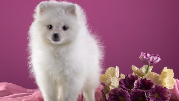 С днем рождения шпиц