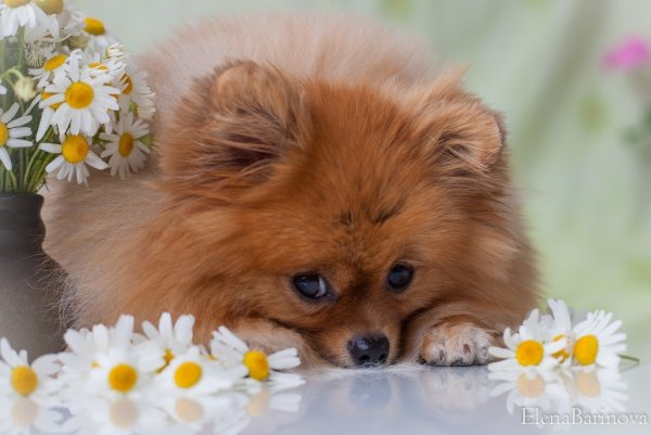 Померанский шпиц длинношерстный