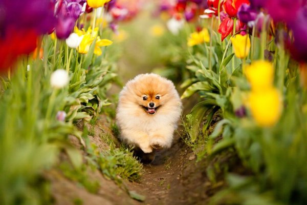 Померанский шпиц в корзинке