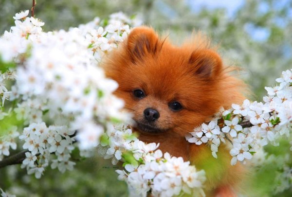 С днем рождения шпиц