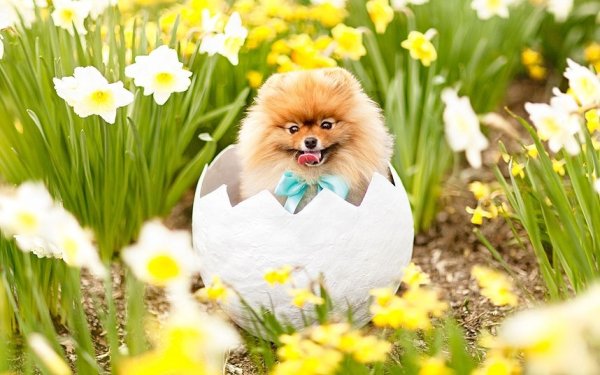 Зонтики для собак померанца