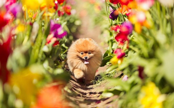 Померанский шпиц