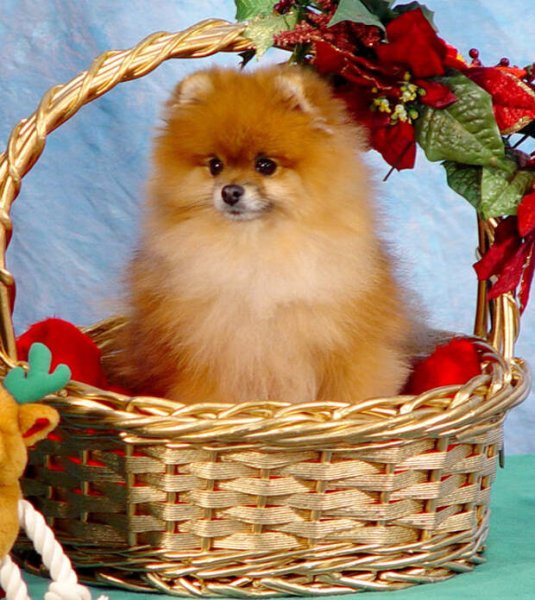 Животные с букетом цветов