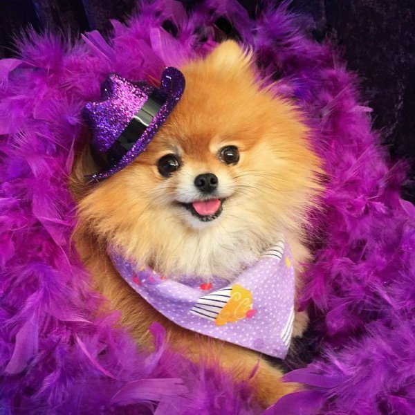 Померанский шпиц Рождественский