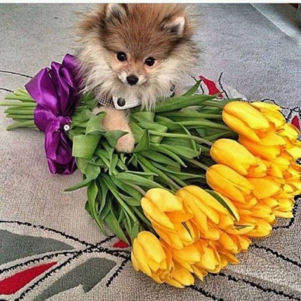 Померанский шпиц розовый