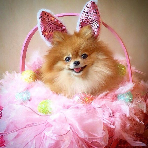 Померанский шпиц Teacup.