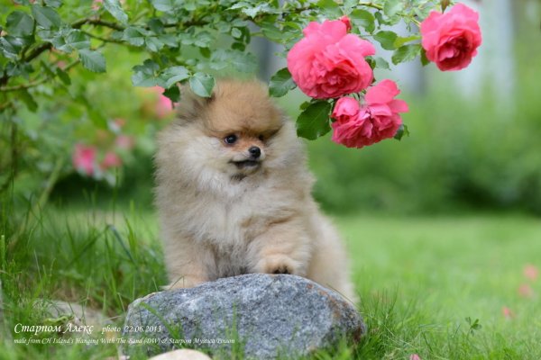 Померанский шпиц