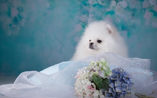 Шпиц терьер белый