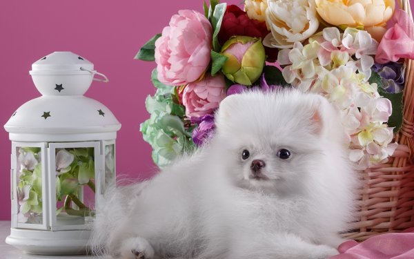 Немецкий шпиц