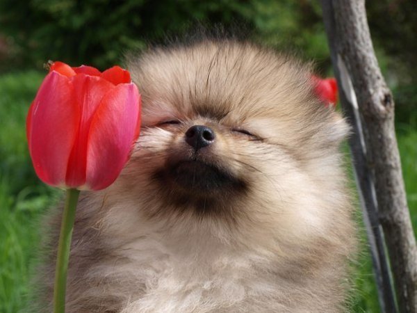 Померанский шпиц