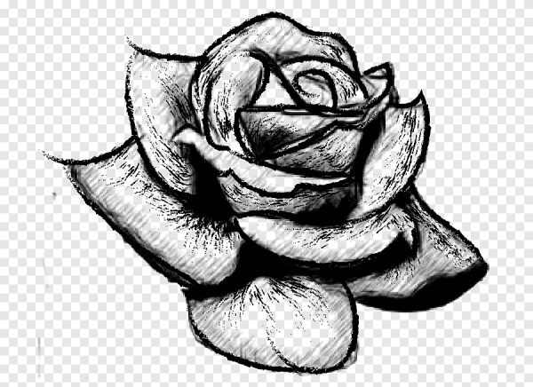 Рисунок розы для срисовки