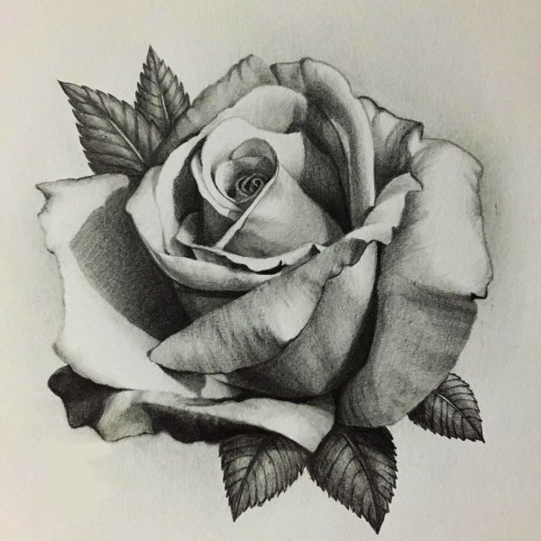 Роза набросок карандашом