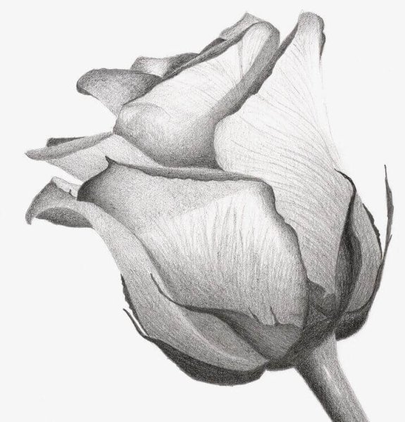 Роза карандашом