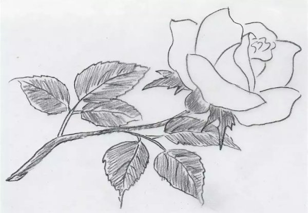 Цветы карандашом розы