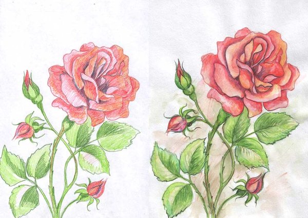 Роза карандашом