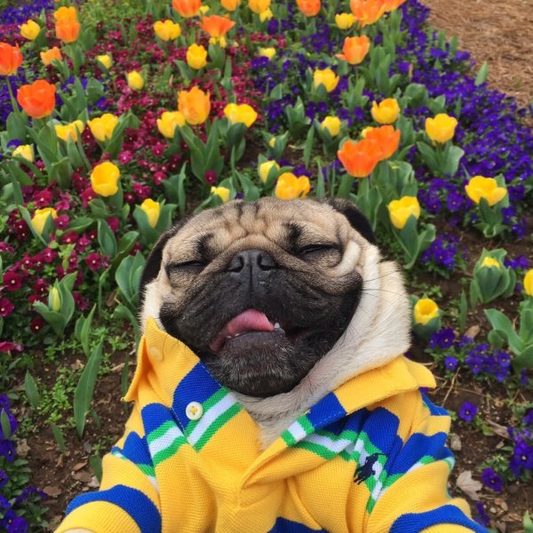 Весенний Мопс