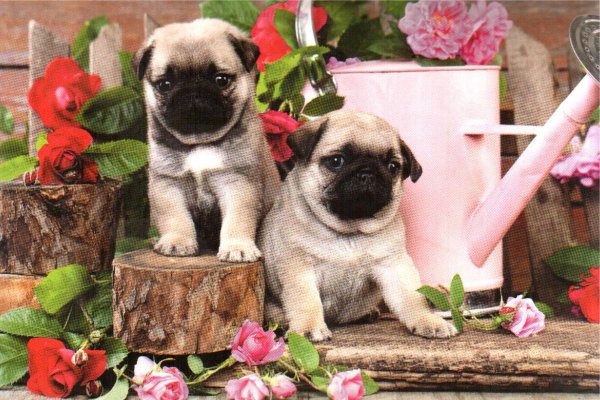 Мопс в цветах