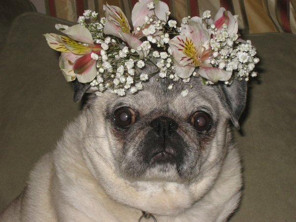 Мопс с цветами на голове