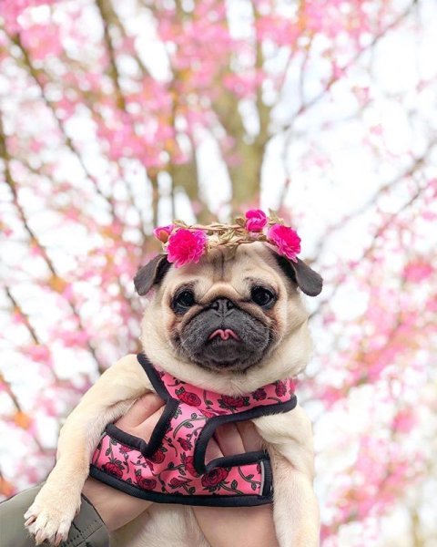 Розовый Мопс