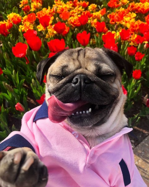 Мопс с венком