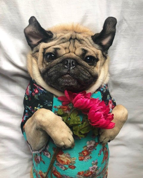 Мопс на природе